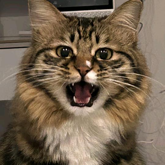 把拼好饭拼好给你