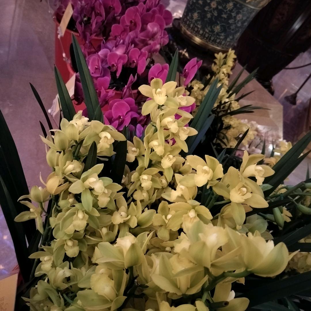 🌺满眼💞星陈