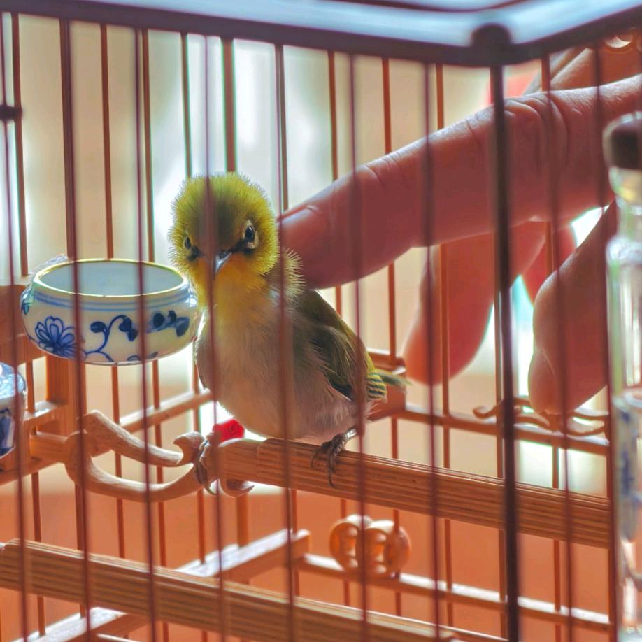 南京绣眼鸟粮