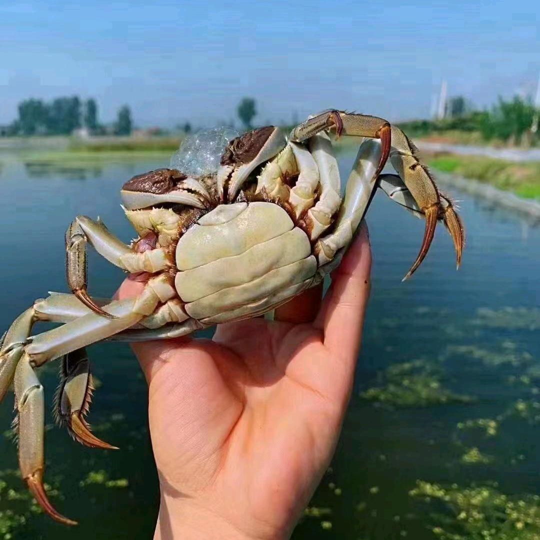 士锦大闸蟹小龙虾批发