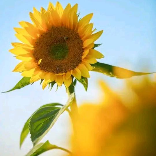 幸福像花儿一样