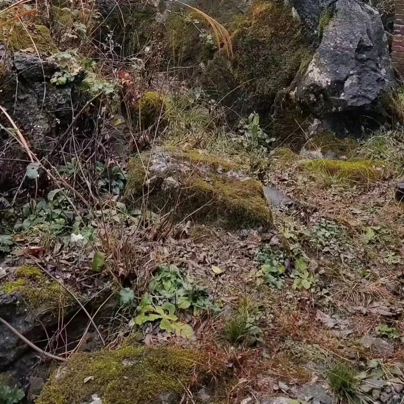 🐍🐍🐍🐍🐍🐍