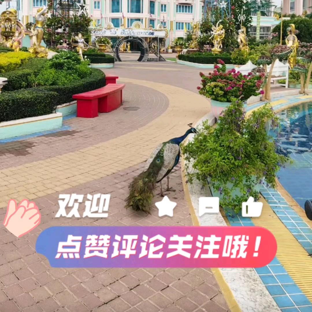 不吃🌿的🐑