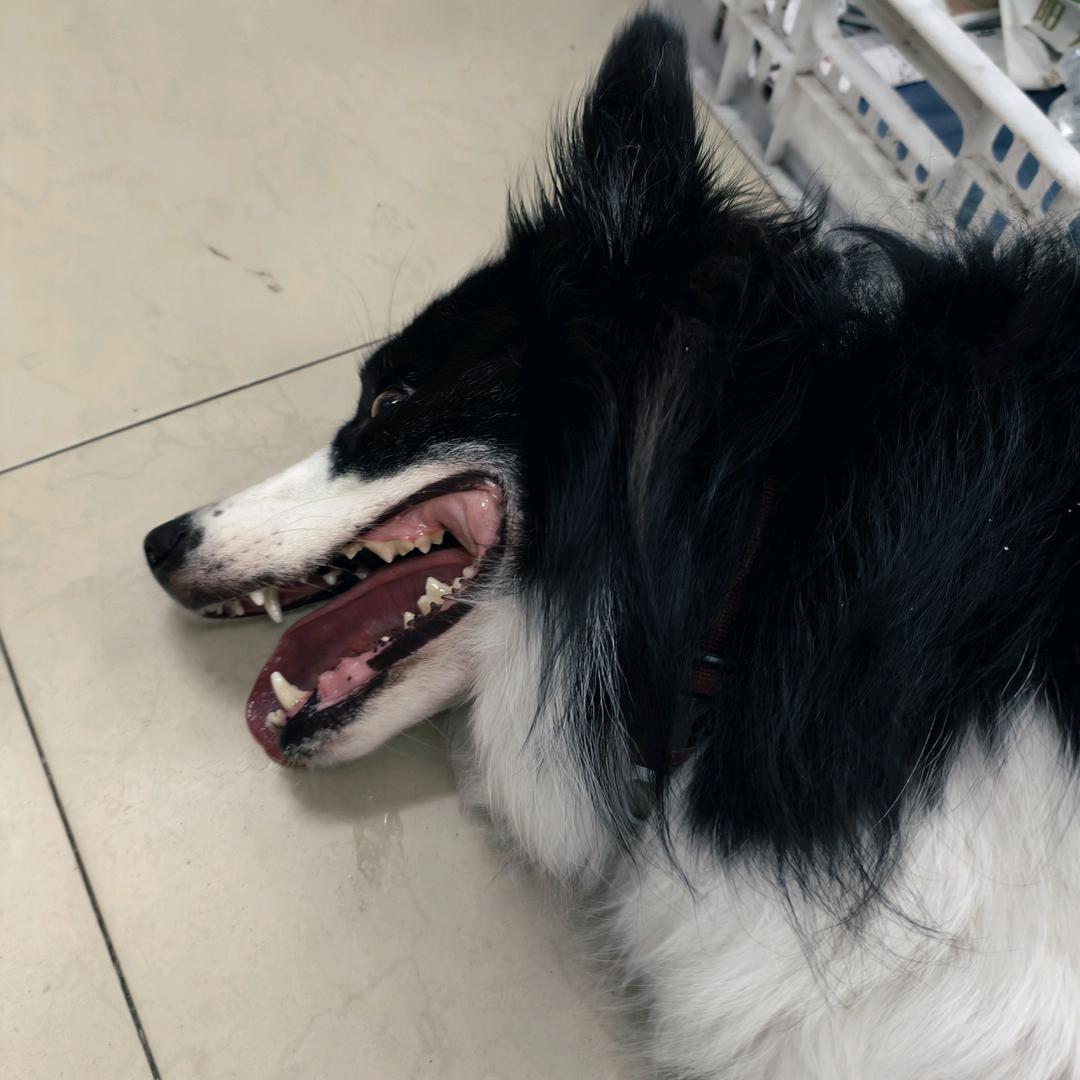 小笨狗