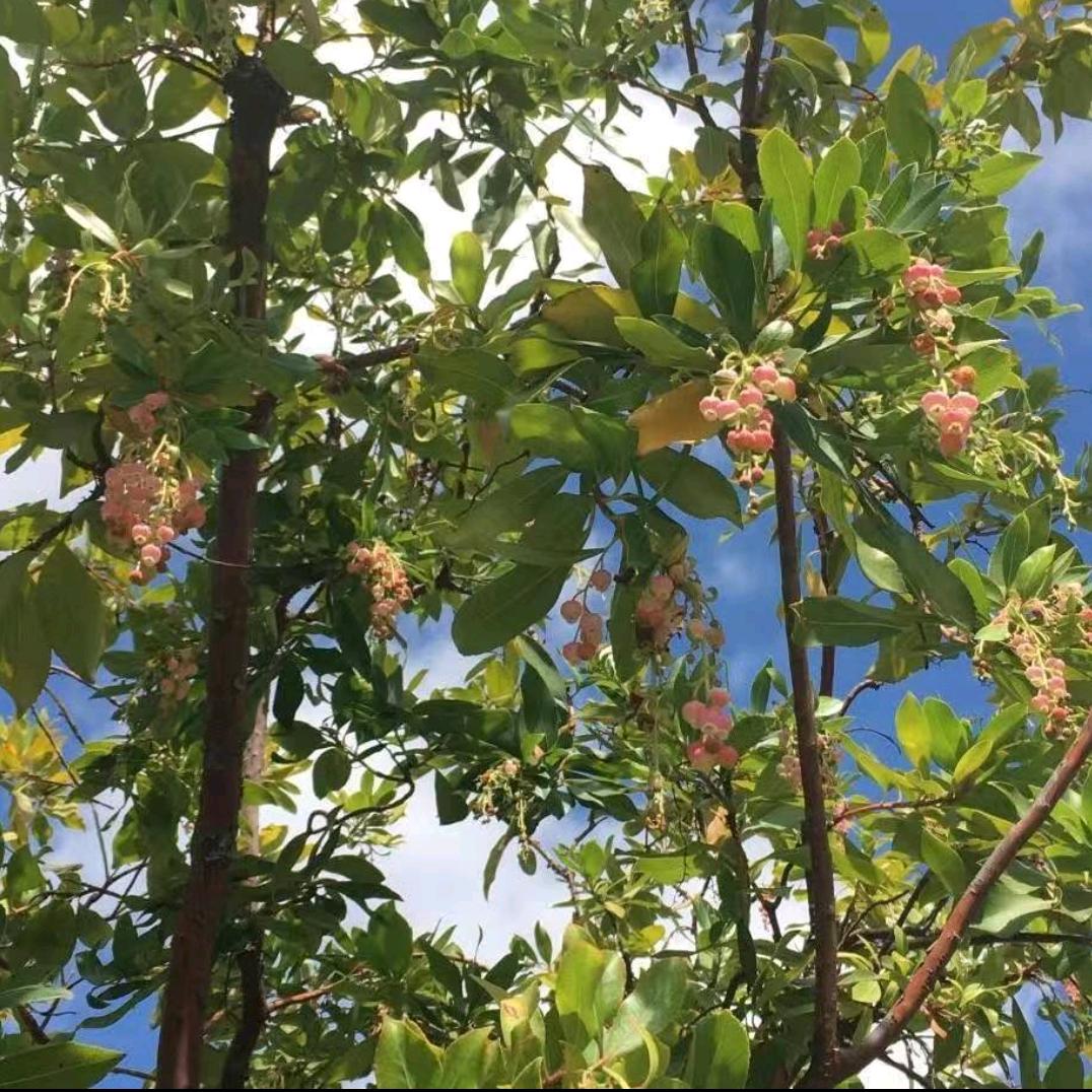 虎虎哥
