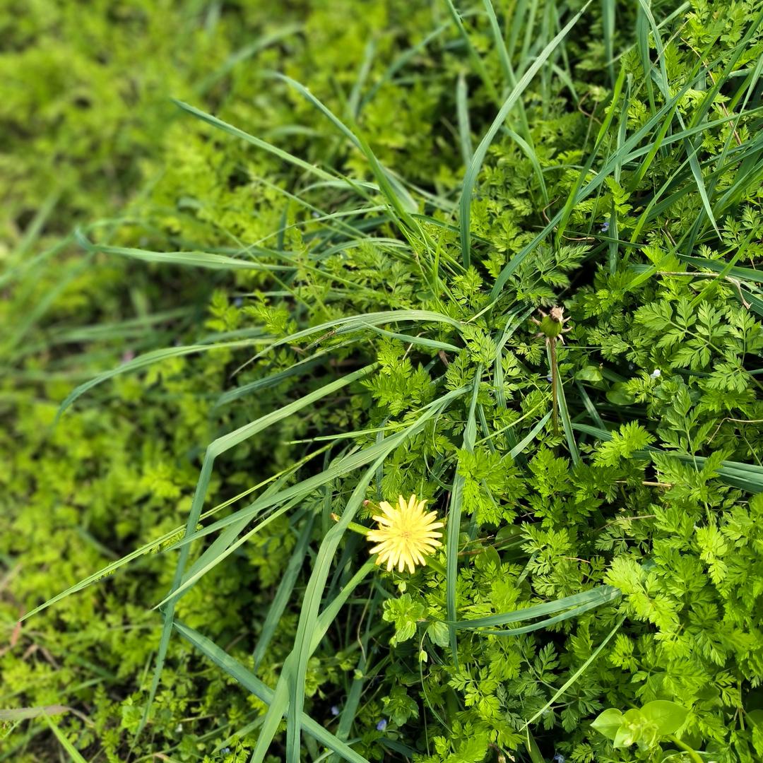 娇娇（🍒🍒🍒🍒🍒🍒）