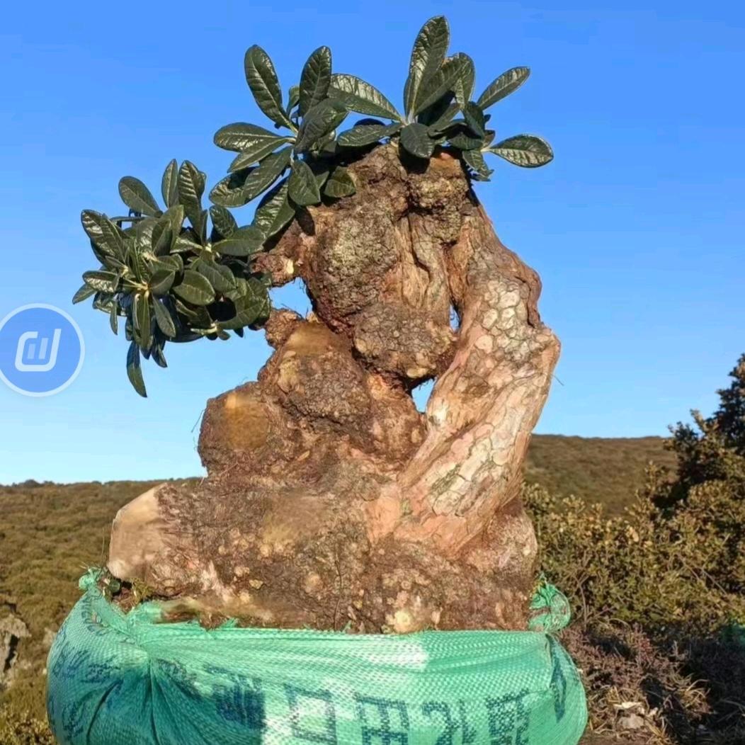 杂木桩艺园