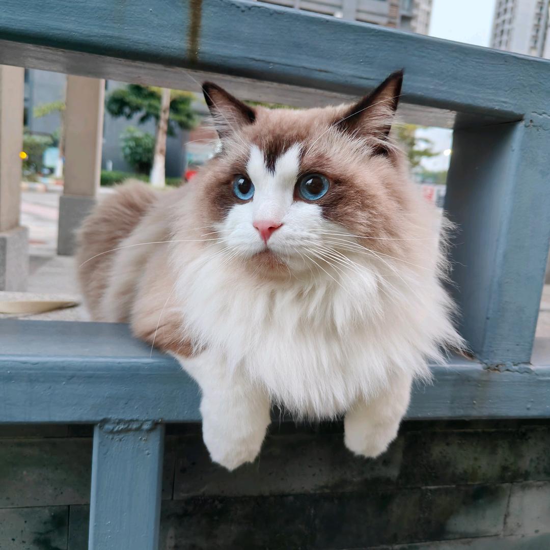萍萍来了