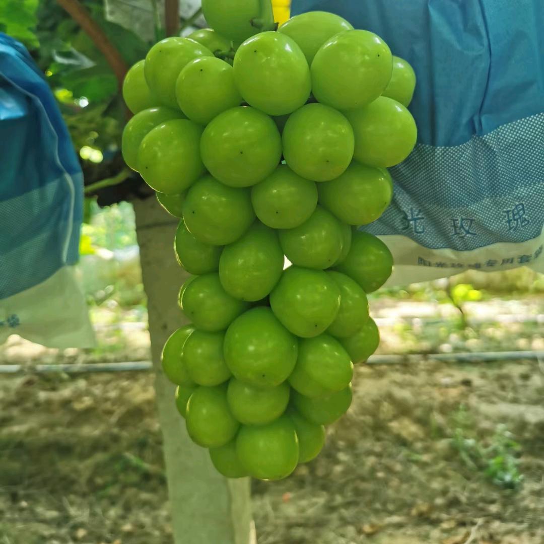 张玉虎（新农人）