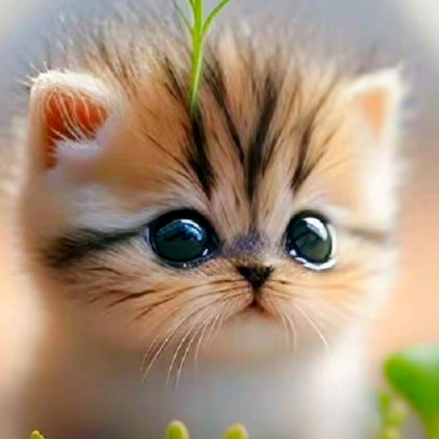 爱吃草的猫，善，德，品