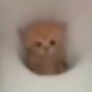 棉鸽咕咕（成都妆娘）