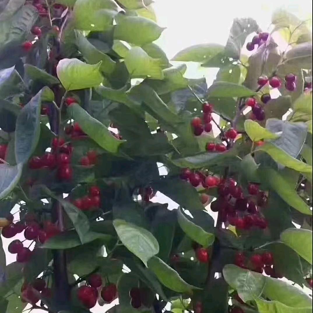 最单纯后的无知