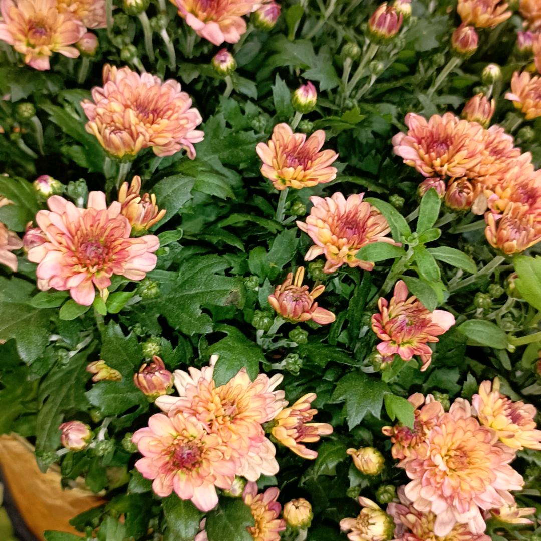 兰兰寻百草