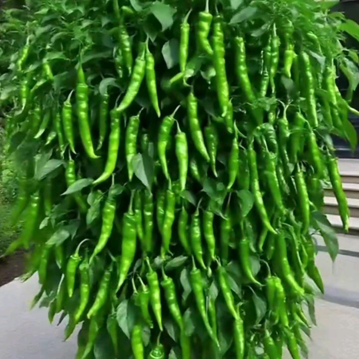 🌺🌺阳光灿烂🍎🍎：关赞必，