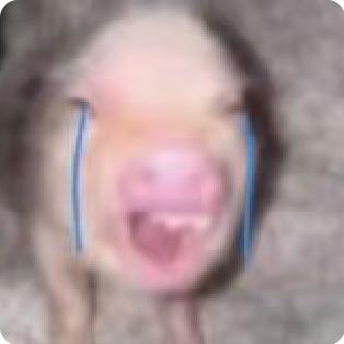 总而言之你非常可爱