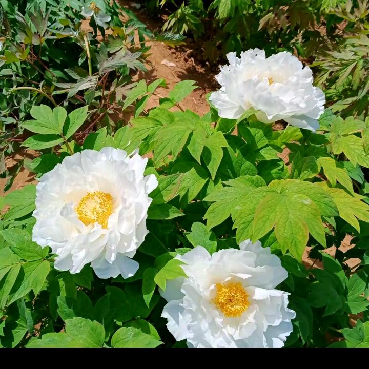 淡漠