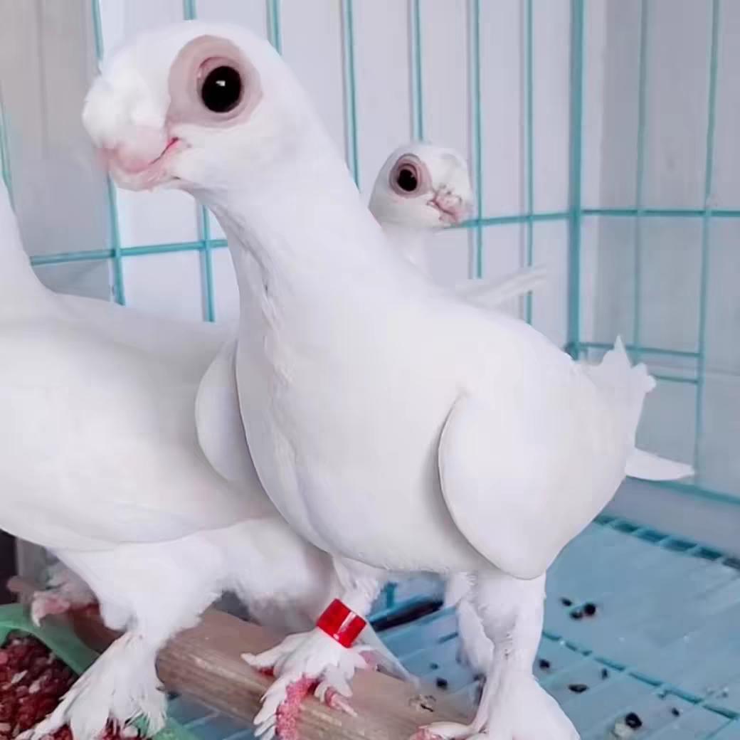 宏图观赏鸽