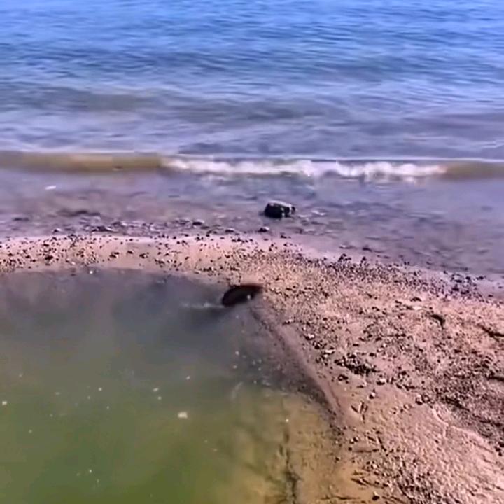 青罗然然