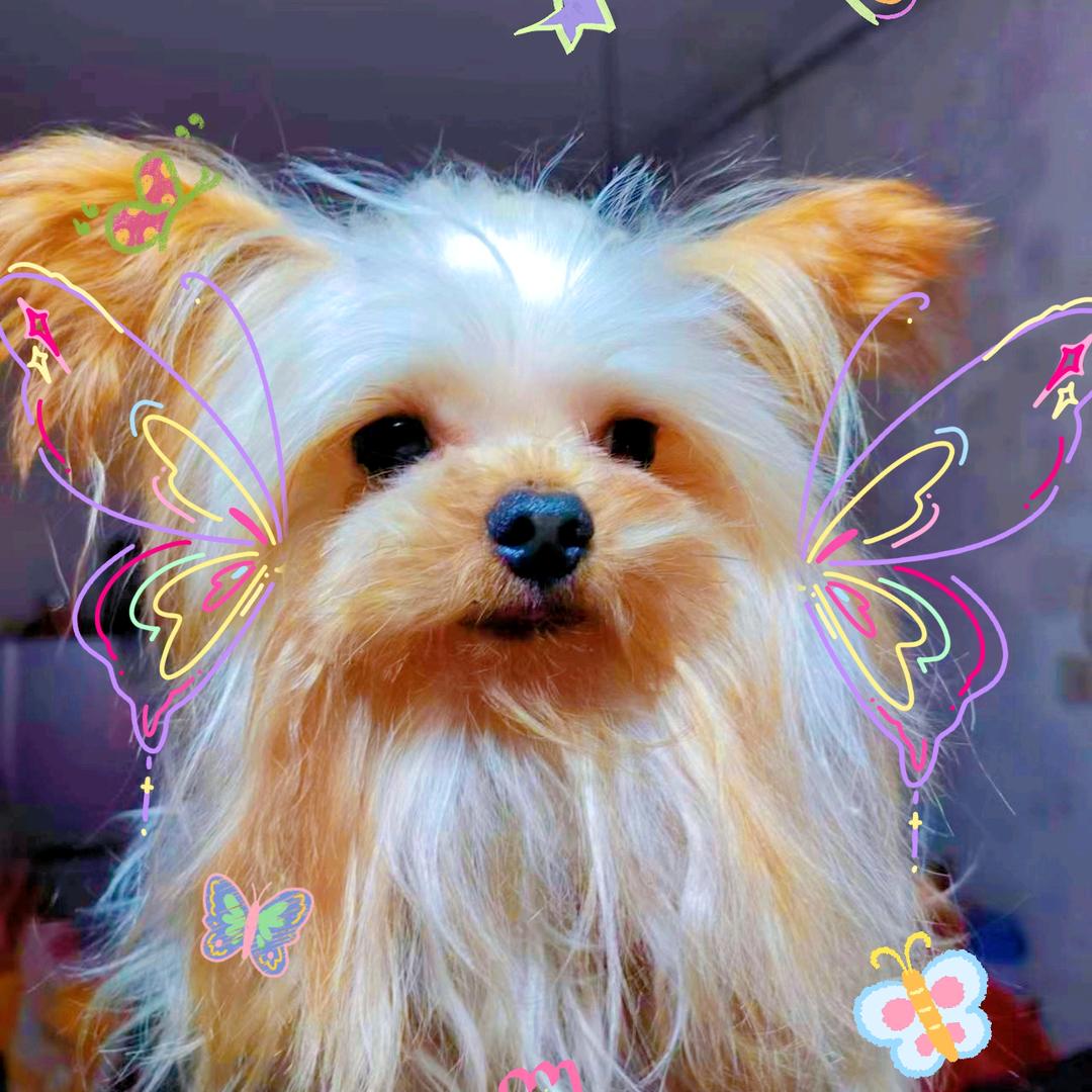 忠金温馨萌宠精选铺子