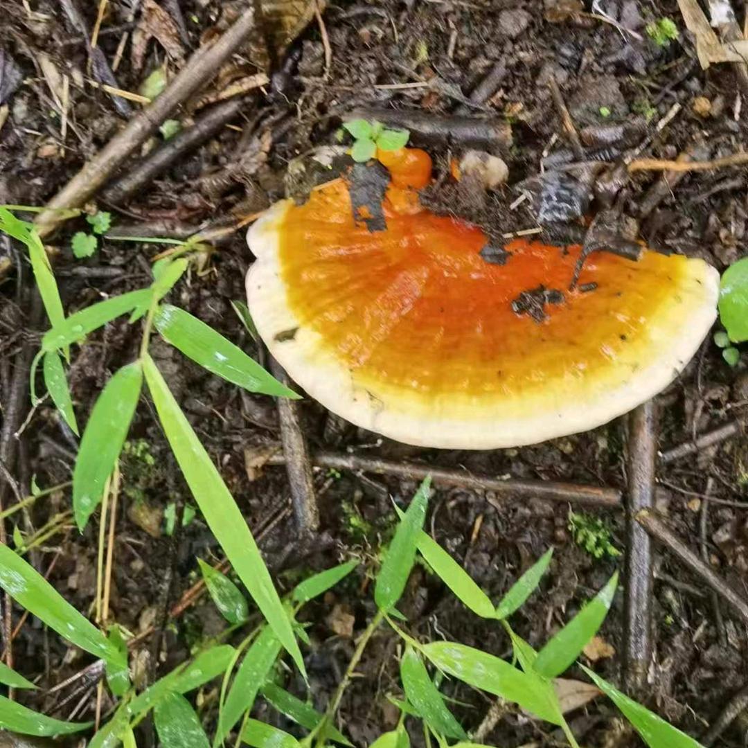 藏地芝草堂专营店