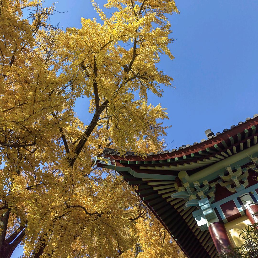 殷飞家庭教育