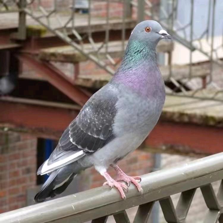 鸽子管家