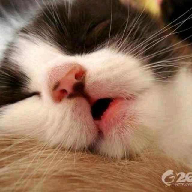 梁燕