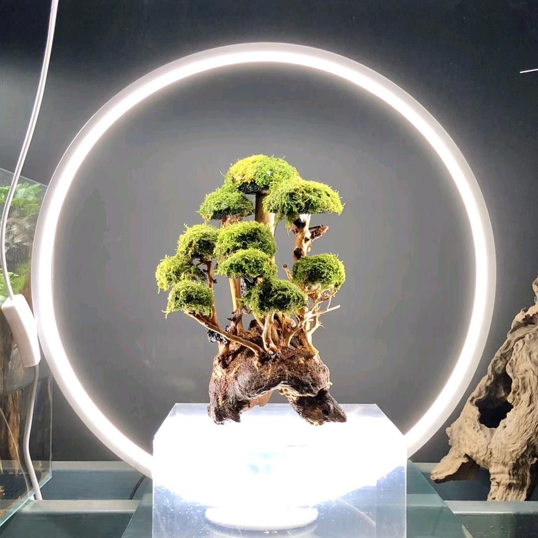 一半纯白