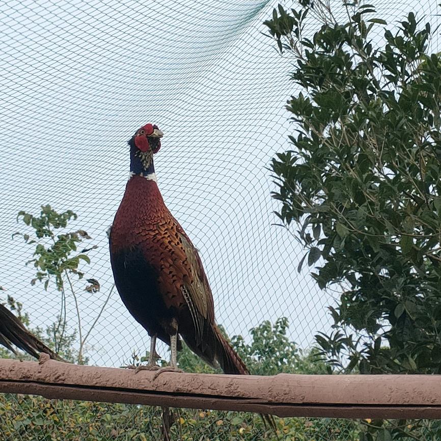 宜宾市七彩山鸡