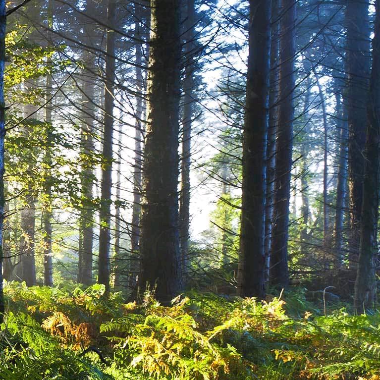 小雪源头厂家直发