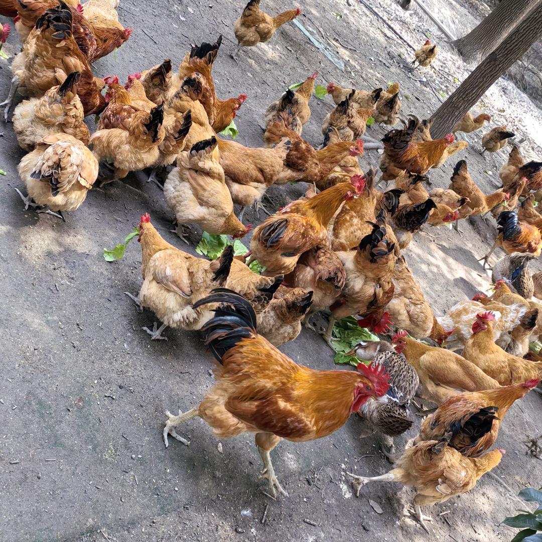 宝儿❤【正宗土鸡，土鸭，土鹅专售】