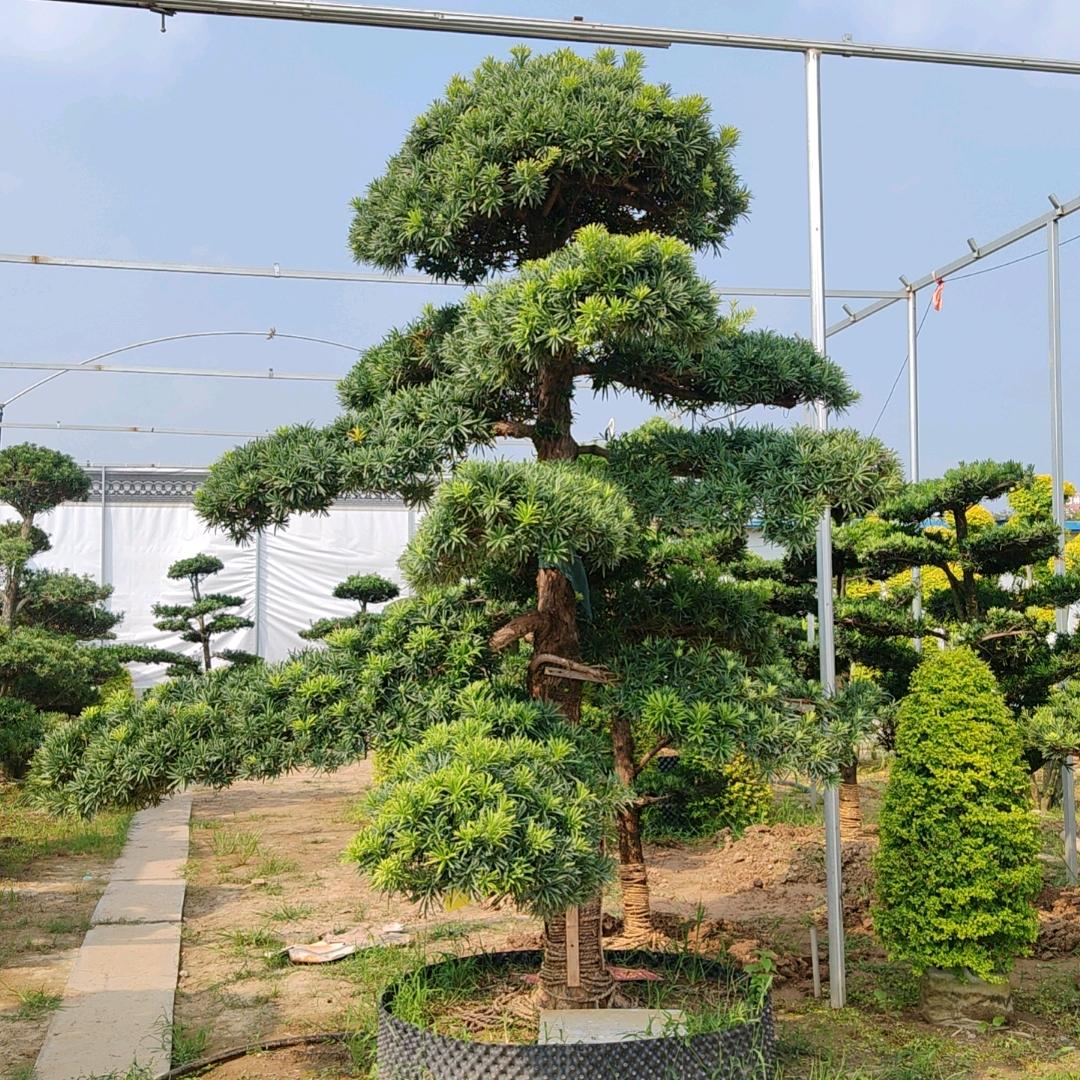 诚实人绿化苗木