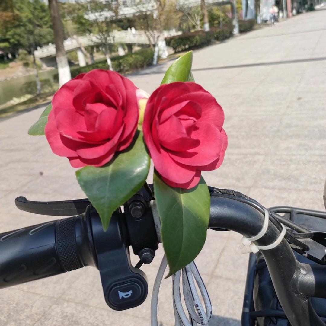 后🌺💫来✨☘️
