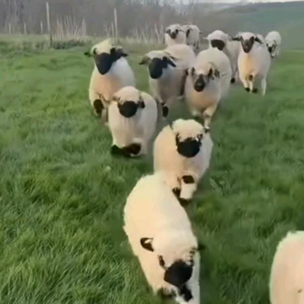 *^O^*暴暴^O^