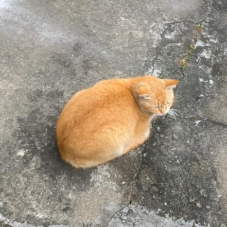 土豆大王👑