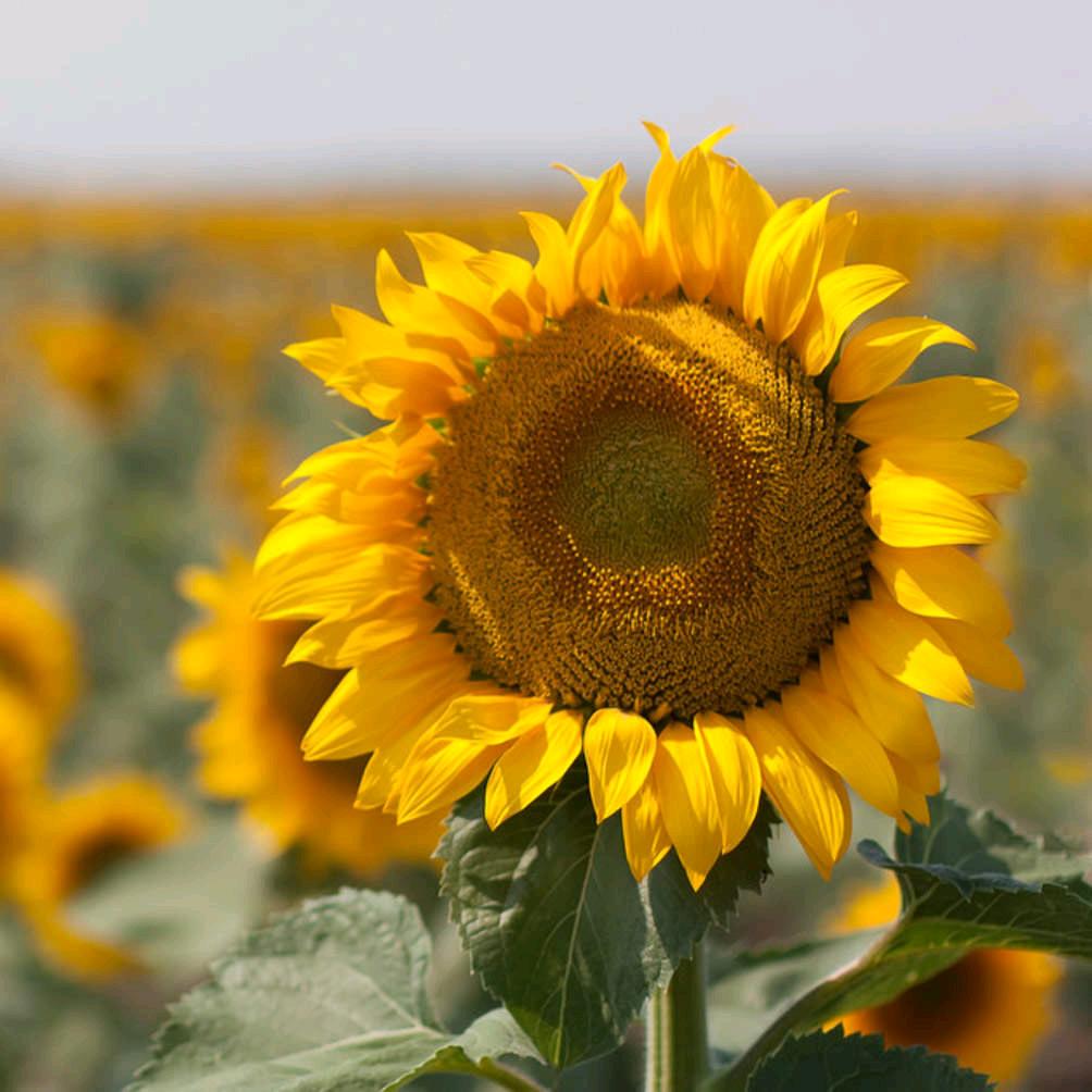 💕蒋入💗梅心ℒℴѵℯۣۖ¹³