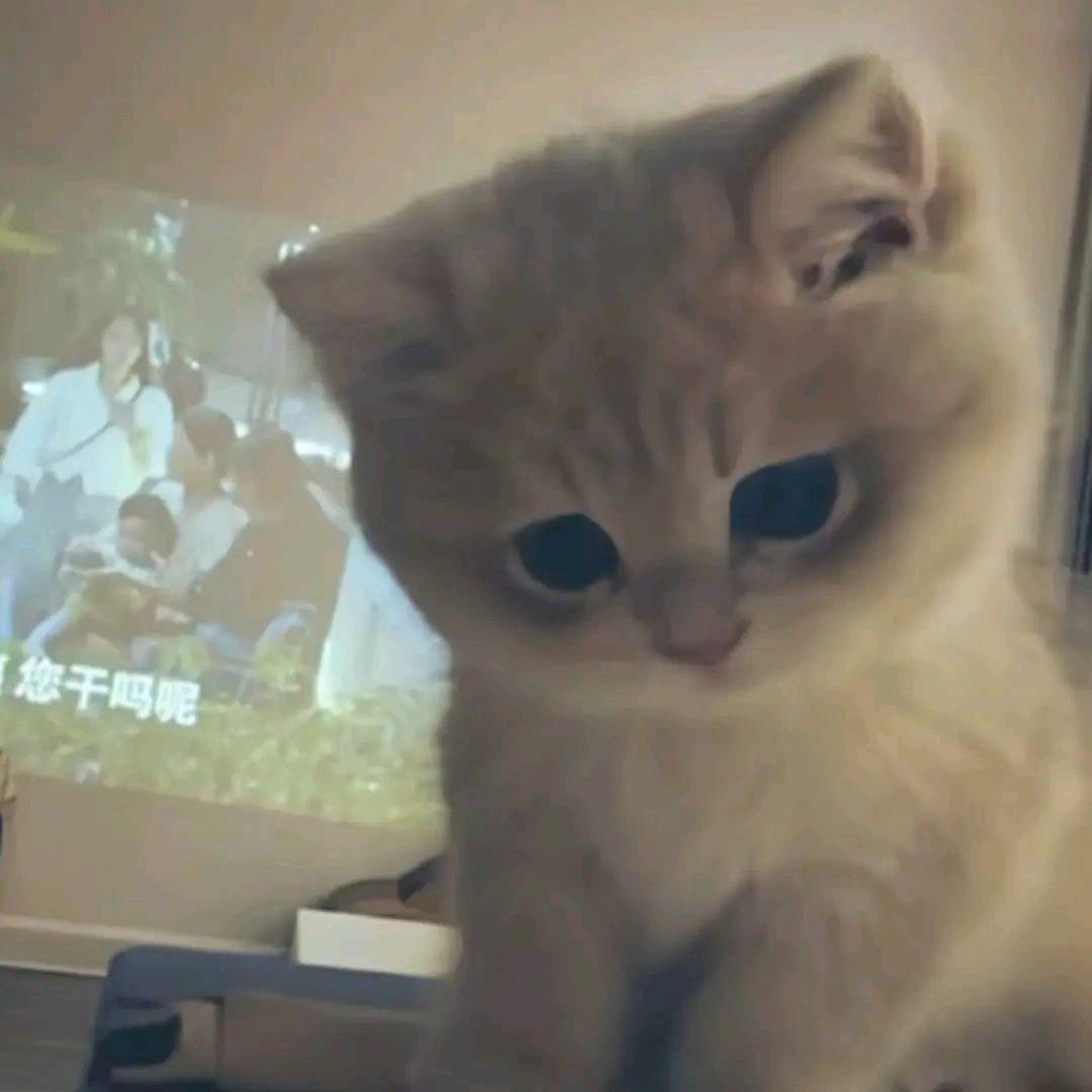 小小宇