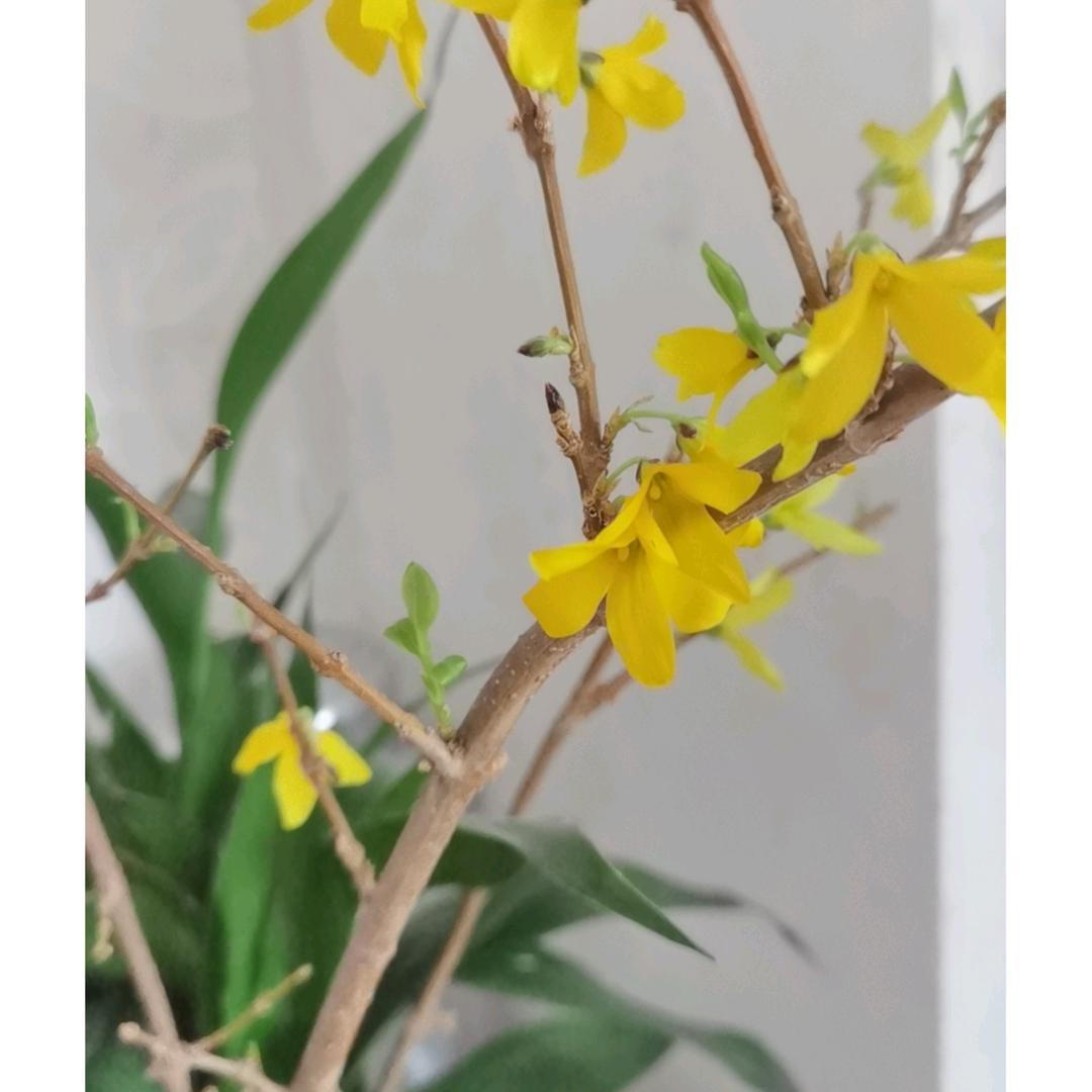 花花衣裳