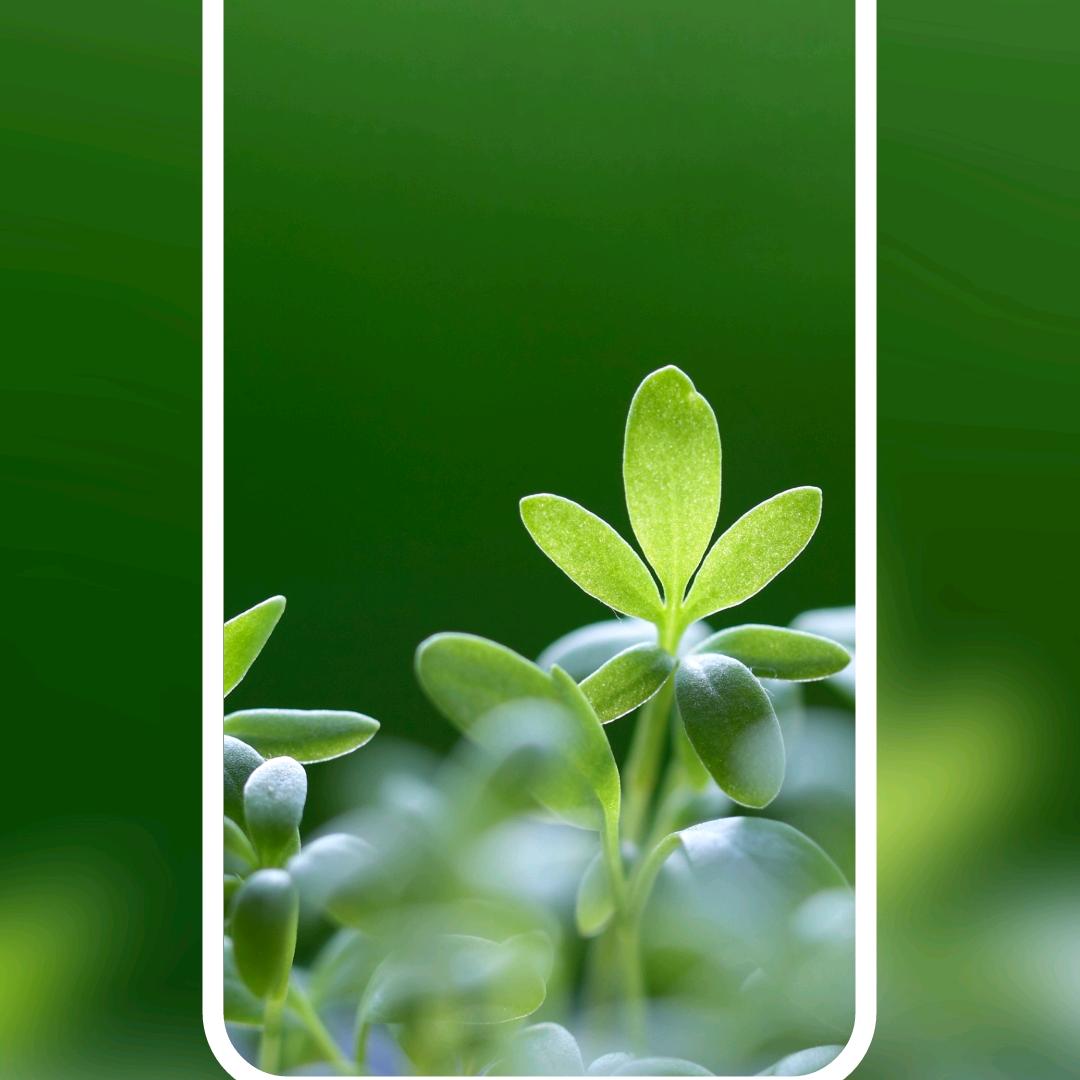 山清水秀