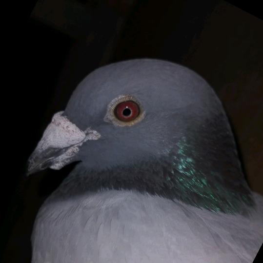 李涛挖掘机出租