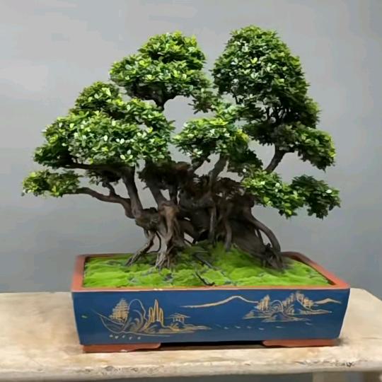 鑫湘盆景