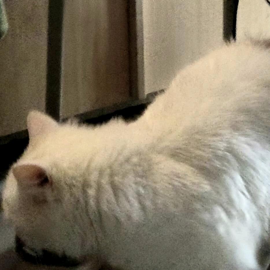 夏轻燃