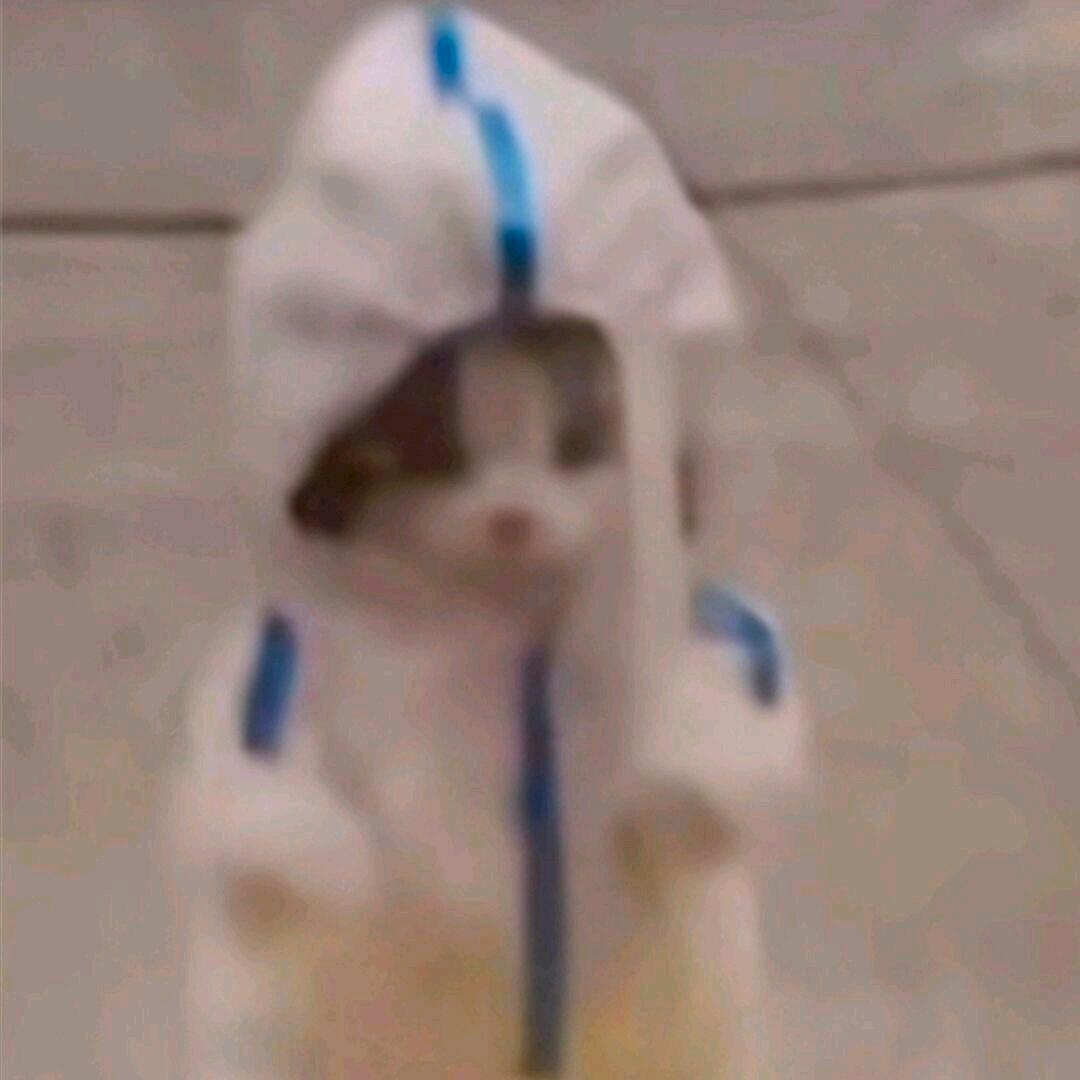 在梵净山看书的竹柏