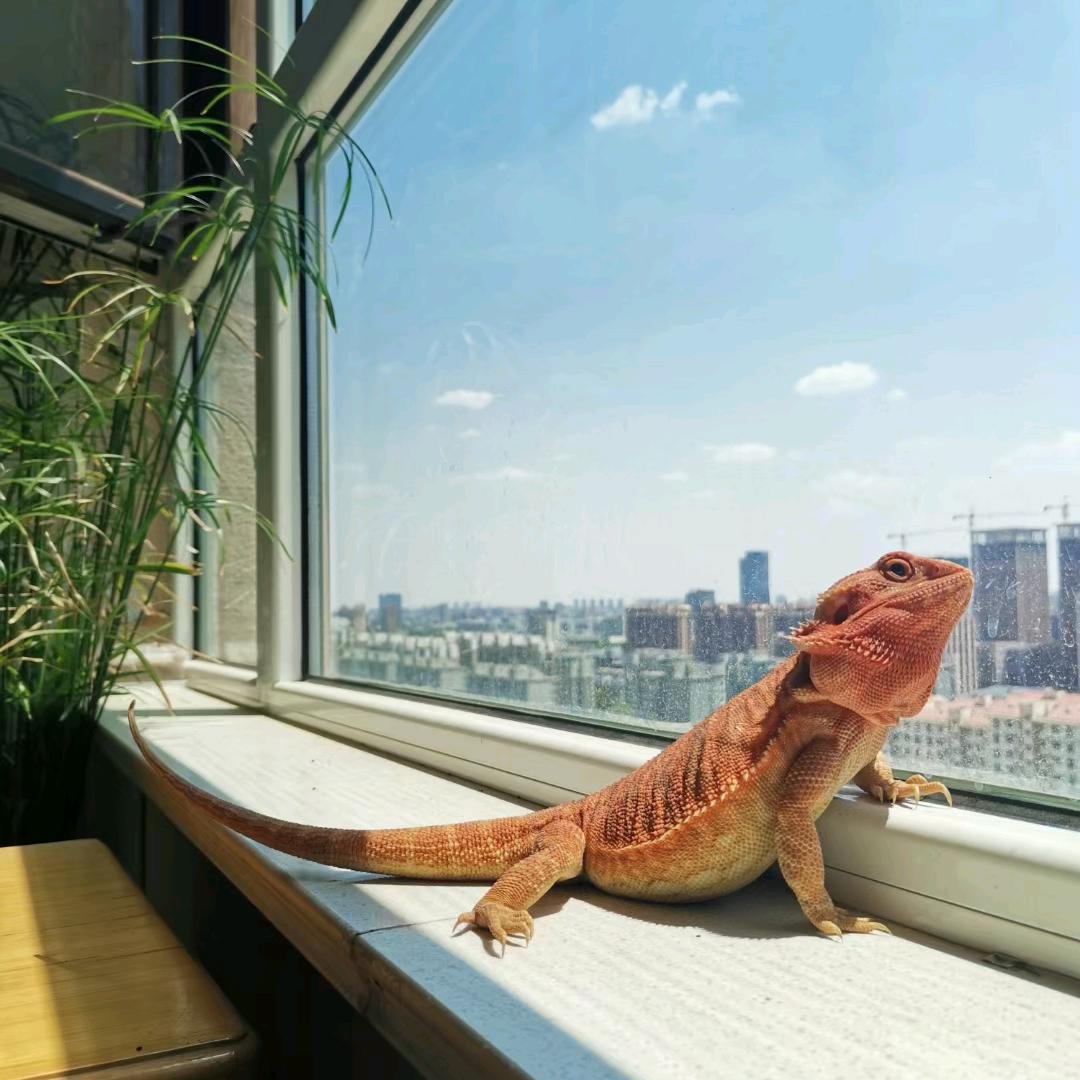 哈喽，拐拐