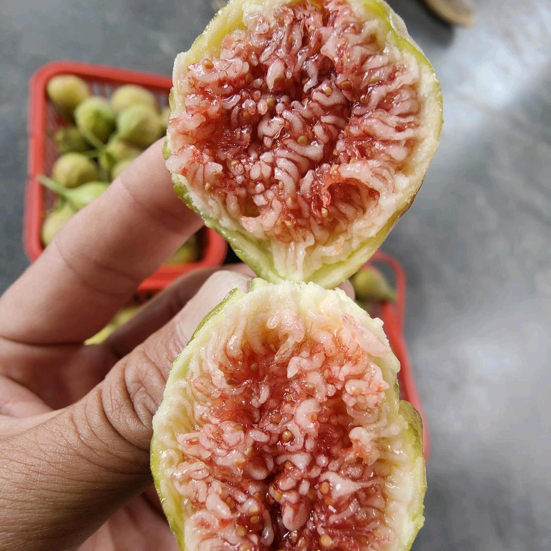 无花果大神