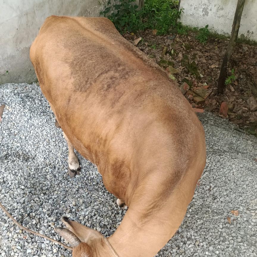 常年收牛。买卖各种牛。代买。代宰