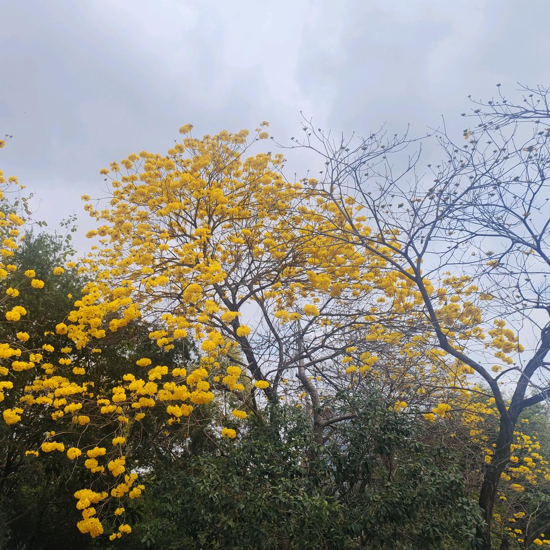 空心菜