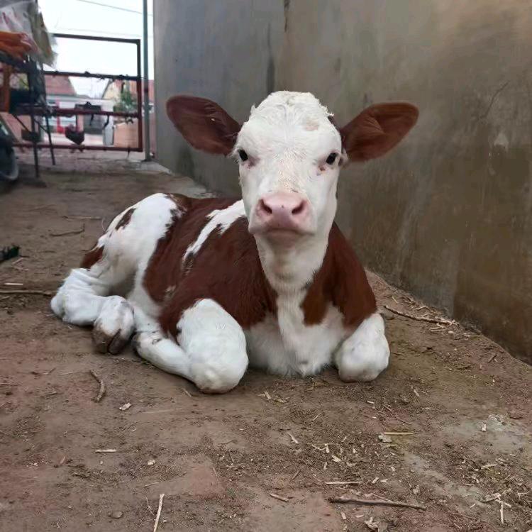 武山县城关北山西门塔尔养殖