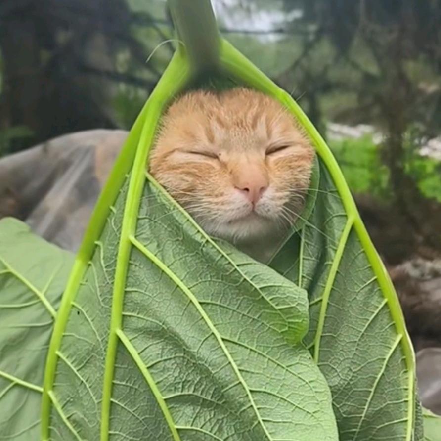 青谷