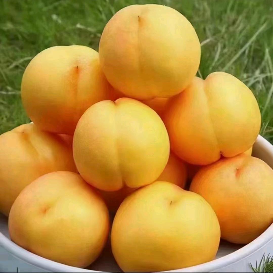 平谷大桃邢秀杞